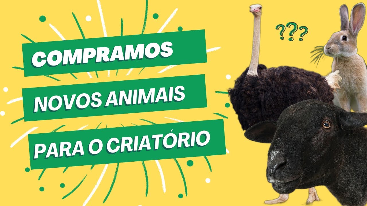 Novidades do nosso criatório! || Criatório Borges 🇲🇿