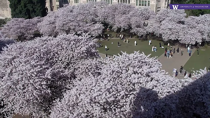 UW Cherry Blossom Cam (facing west from Miller Hall)