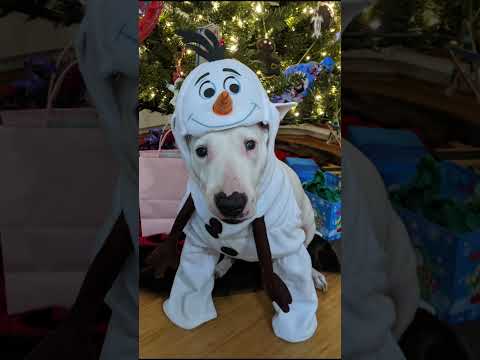 Rest well sweet, goofy Vespa #englishbullterrier