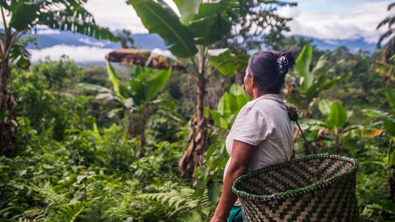 Waykana Amazon Guayusa Tea