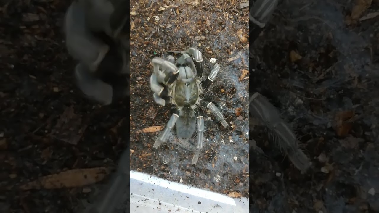 feeding Thailand zebra Shane 