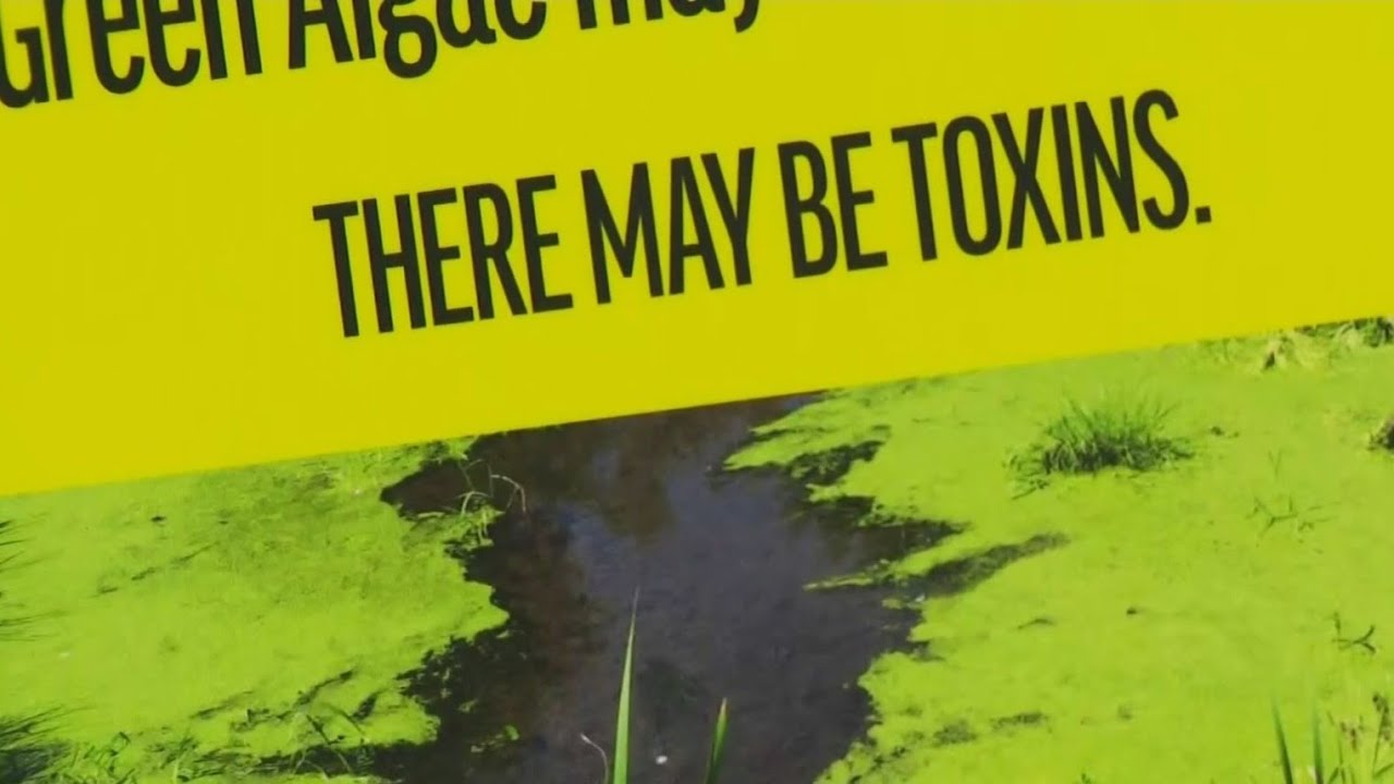 Neighbors concerned after algal bloom warning issued for South Miami canal