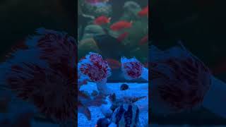 Tube Anemones 🌊🔥Looks like a coral… but it’s not.  #reeflife #saltwateraquarium #aquarium