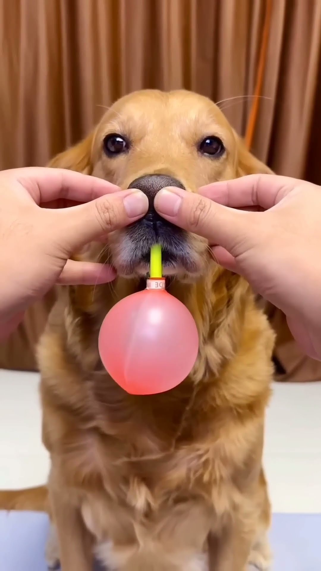 Dog ne balloon fula Diya ? #shorts