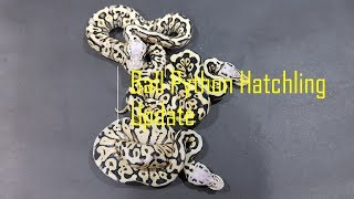Ball Python Hatchlings Update