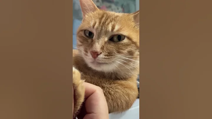 Video 9892461: cat scottishfold funny cutecat, scottishfold cat funnycats, cat scottishfold funny animals, cat scottishfold funny cute, cutecat funnycats kucing