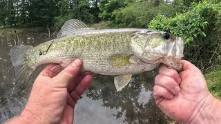 GREAT Fish Catches Using Pond Parasites From Moondog Bait Company