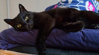 My Cats Cutest Naps Compilation