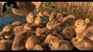 #Goose #baby , good time and scenery 20230516