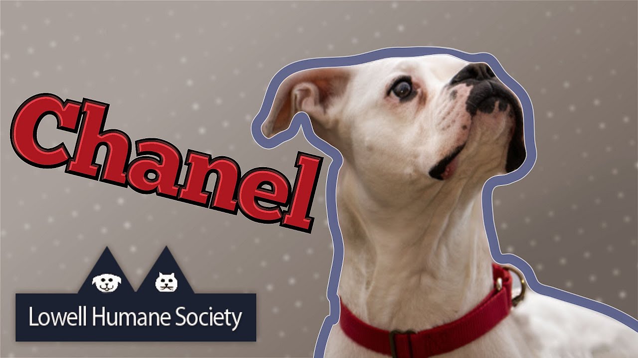 Adoptable Pet of the Week - Chanel 