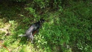 20260806 4 Hr Blood Track   Loyal WI