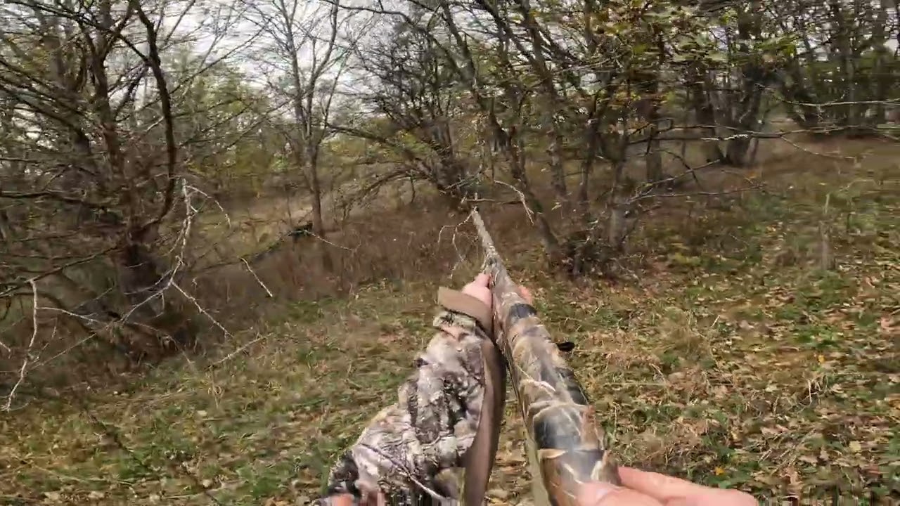 ნადირობა ტყის ქათამზე ტყეში. ბევრი ქათამი, ჯექსონის იდეალური მუშაობა და... გაფუჭებული სროლები 💥