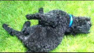 CUTE PSYCHO ATTACK DOG HAS SPASM!