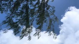 Calm Your Nervous System - Paradise Island Waves