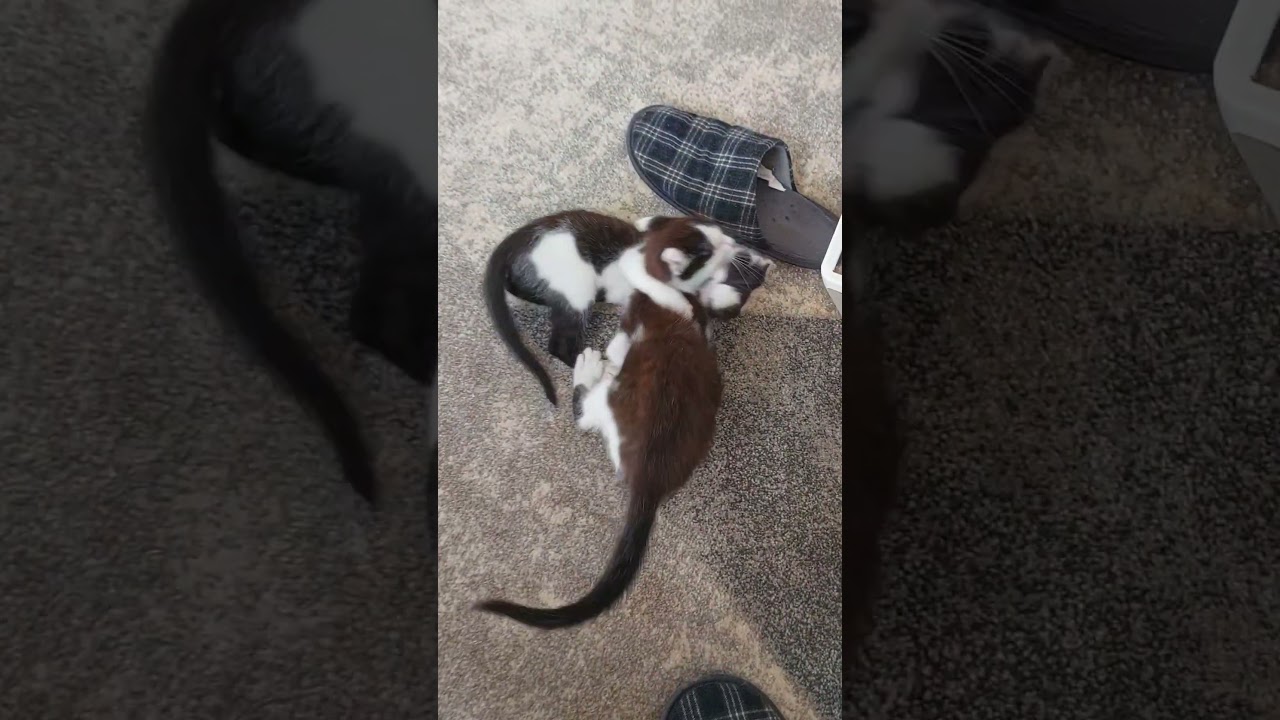 Kittens Playing – Non-Stop Fun and Adorable Kitten Antics! 😻🐾🎉 
