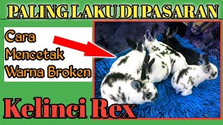 Paling Laku Di Pasaran , Cara Mengasilakan Anakan Rex broken..