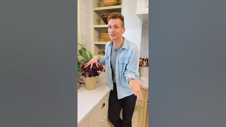 If you have fungus gnats in your soil, here’s how to get rid of them! #shorts