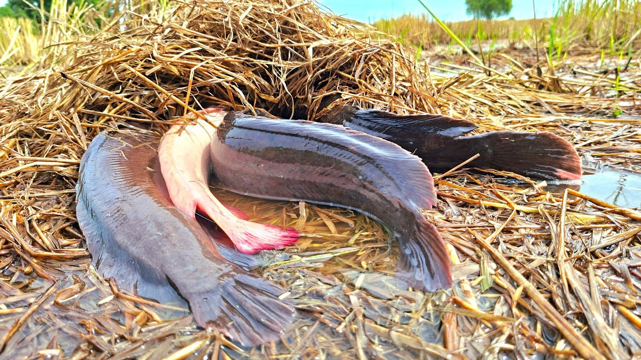 Top 10 amazing fishing videos, catching fish under straw in the rice ...