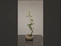 Trust the process🌳Pure clip and grow✂️#bonsai #fyp #fy #diy #channel #tutorial #how #to #grow