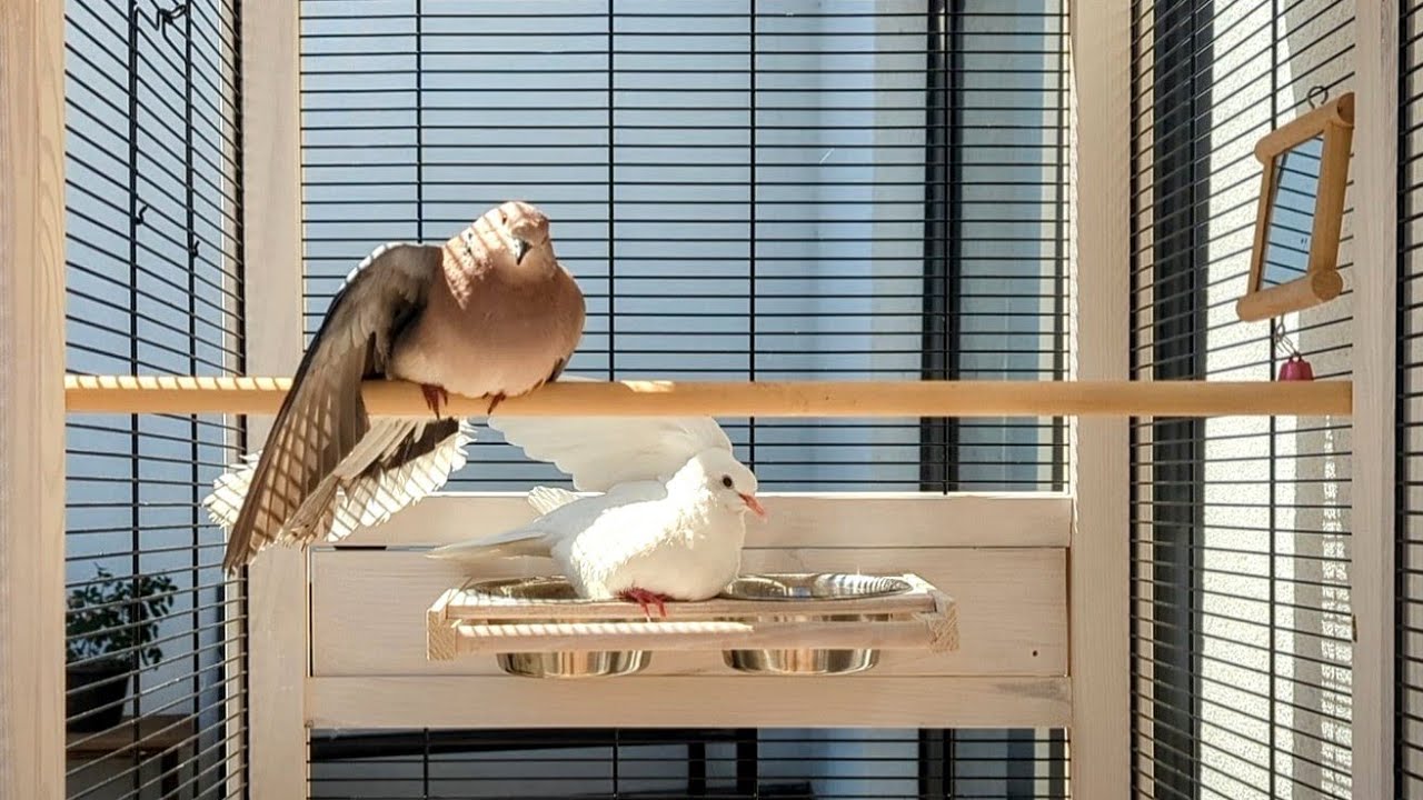 Maya and Julie sunbathing and enjoying aviary life