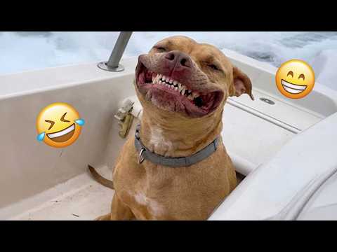 I dare you not to LAUGH at these FUNNY DOGS 😁🦮 - Best Funny Animals Videos 2026 #343