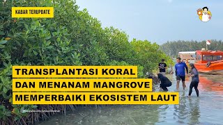TRANSPLANTASI KORAL DAN MENANAM MANGROVE, PERBAIKI EKOSISTEM LAUT | APAHABARMEDIA | KABAR TERUPDATE