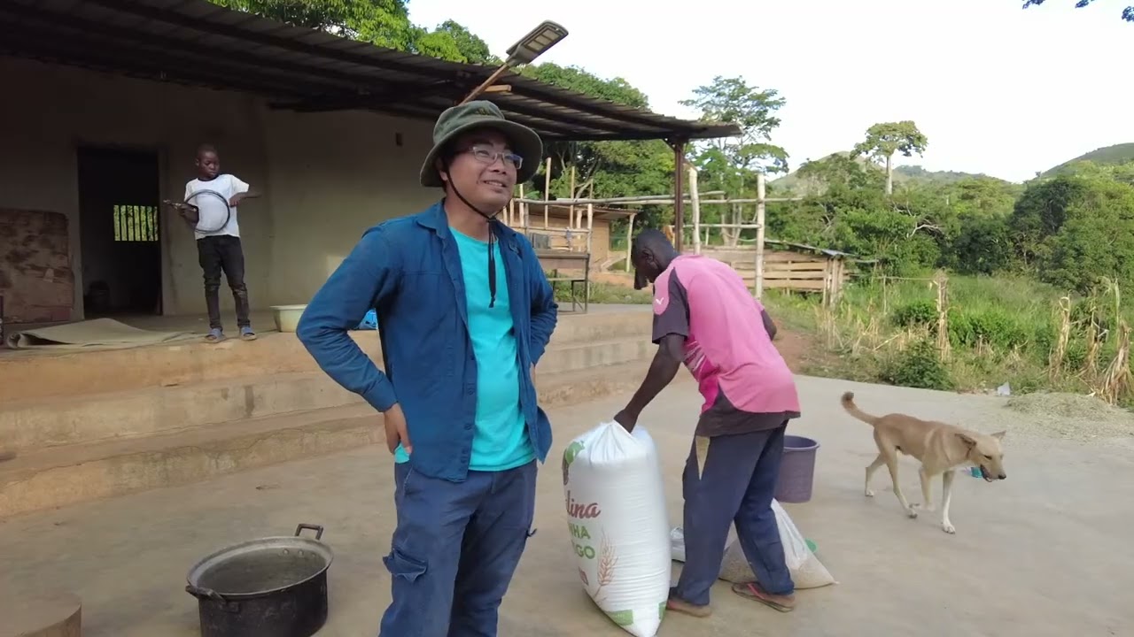 Tổng Sản lượng lúa Nương và Đài thơm được bao nhiêu?|| 2Q Vlogs Cuộc Sống Châu Phi