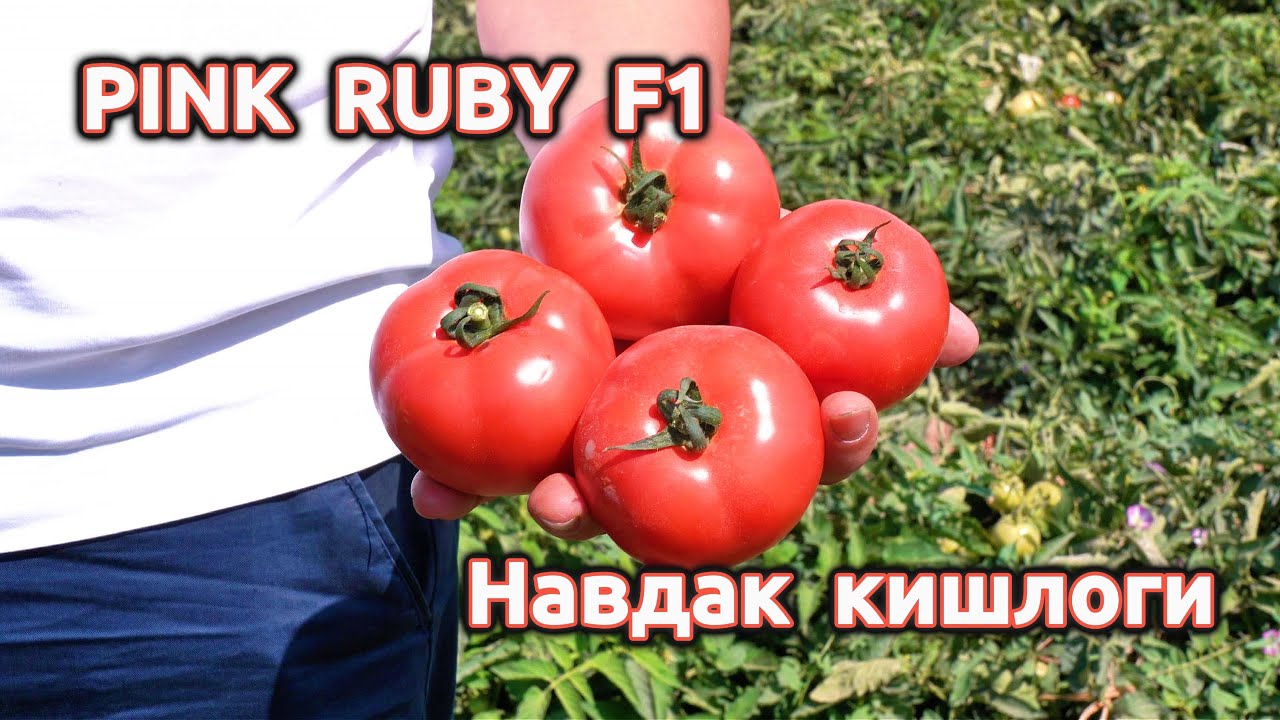 PINK RUBY F1 розовый помидор