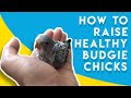 How to Raise a Healthy New Born Budgie Babies for Breeding Pair