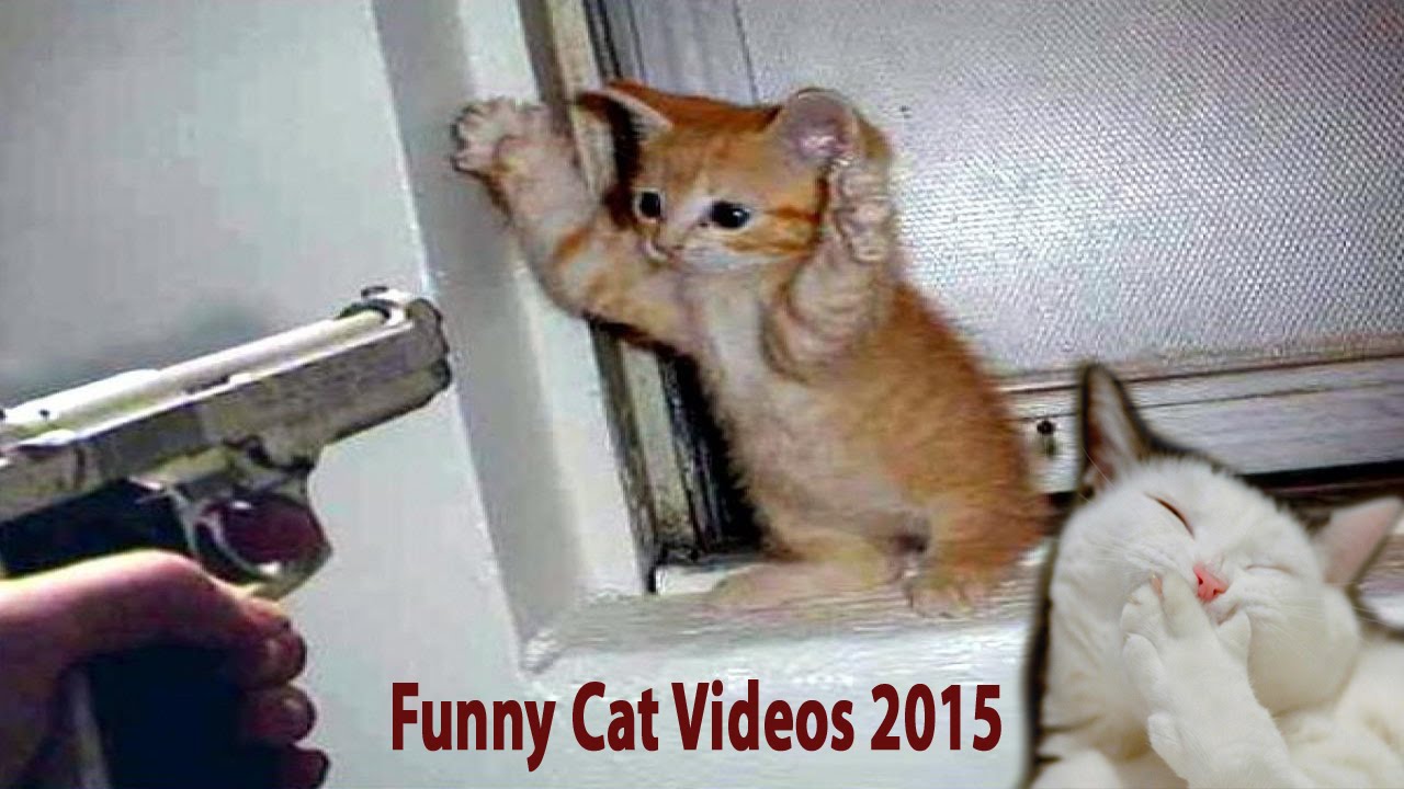 funny cat videos 2015 - Best cat New 