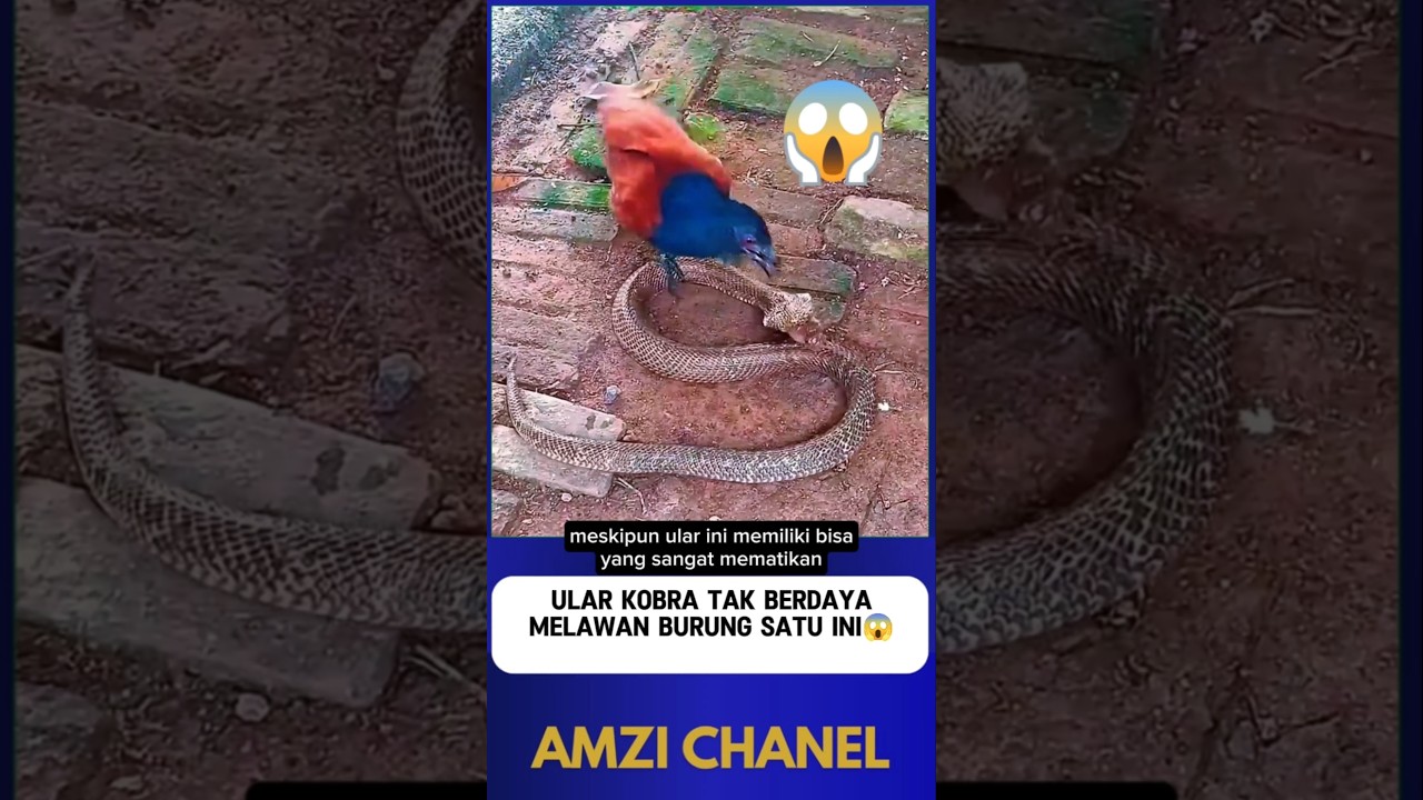 SEKELAS ULAR KOBRA PUN TUNDUK SAMA BURUNG INI⁉️😱