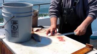 How To Fillet Blackfish & Ling On The Elaine B 2