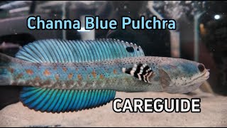Download Lagu The Truth About Channa Pulchra — Care Guide for All Levels! MP3