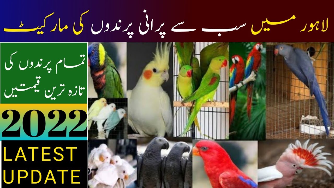 Lahore Birds Market Latest Update 27 October 2022 Parrots Information Channel YouTube