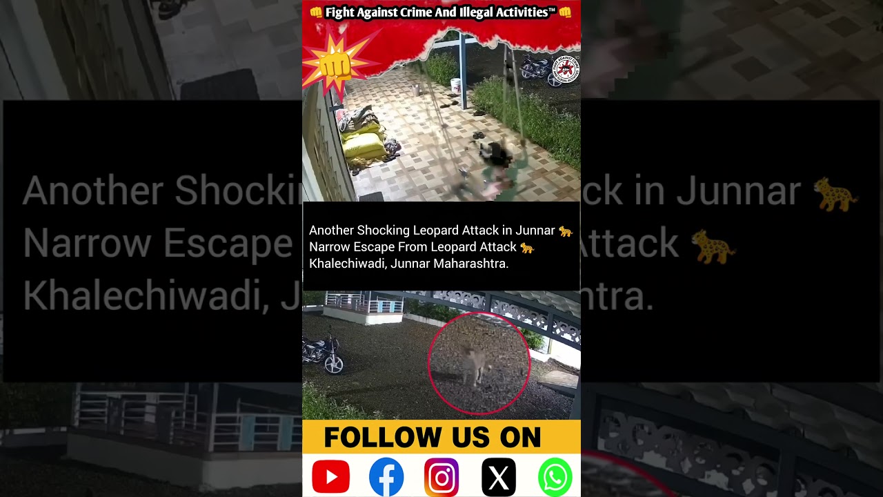 🧵 Another Shocking Leopard Attack in Junnar 🐆