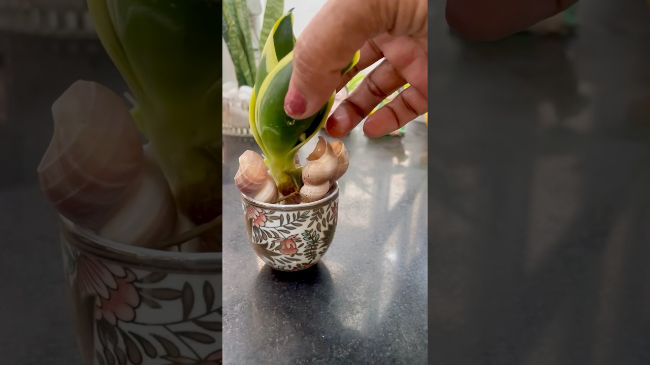 Indoor Live Plants Grow & Decor in Water With Seashells 