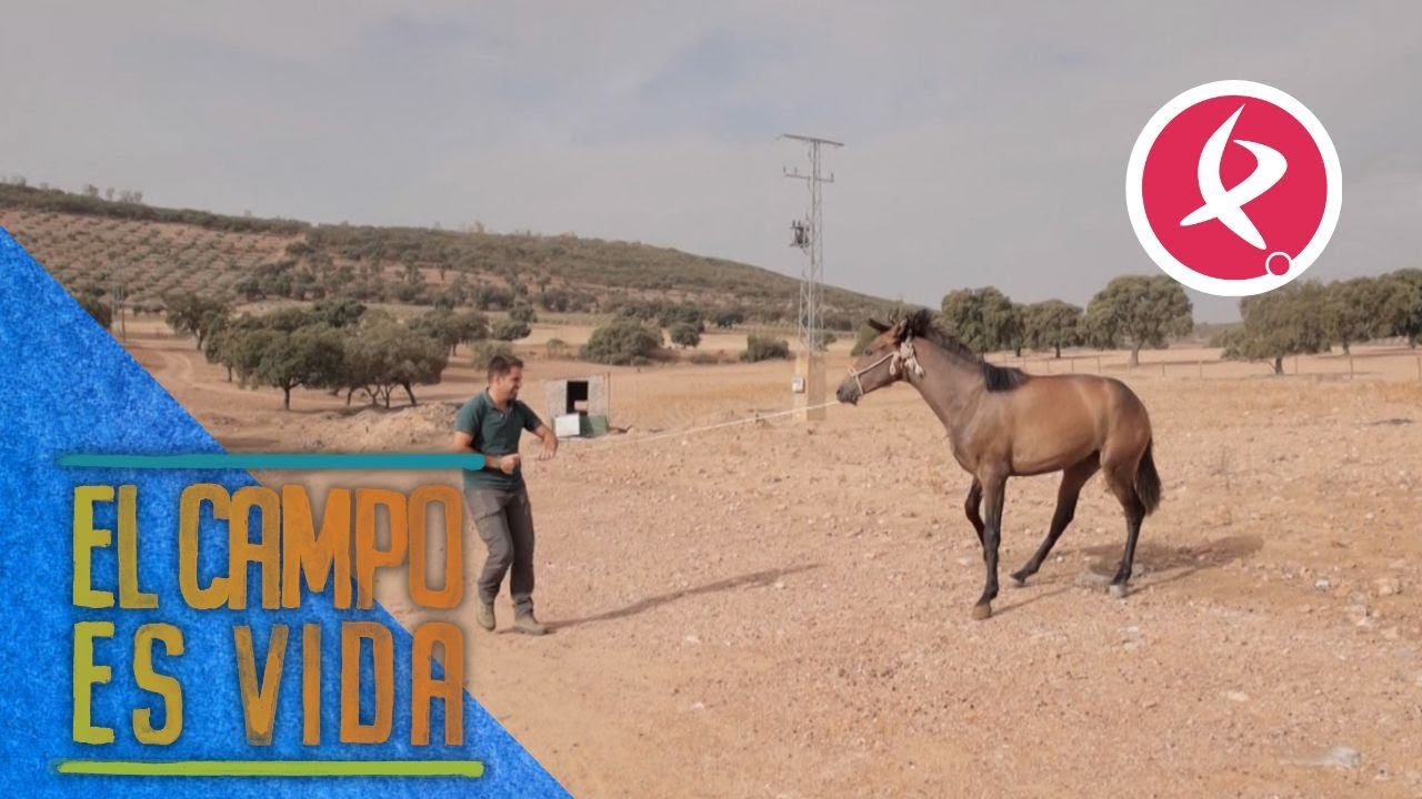 Los Mellis le ponen a su yegua Solana su primera cabezada | El campo es vida