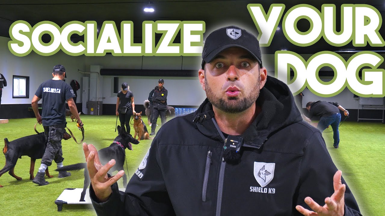 СЕКРЕТ социализации вашего щенка