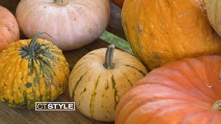 Fall Festivities: Bishop's Orchards - Apple Picking & Corn Maze in Guilford, CT