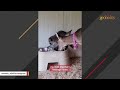 Special needs raccoon is so loving to mom