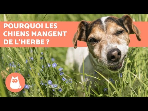 Vidéo: Pourquoi Un Chien Mange De L'herbe