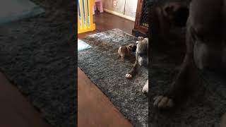 Staffy & Pugs Play Time