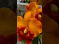 Cattleya ❤️.  #miami #flowers #orchids #orquídeas #autumn #universe