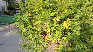 Outdoor Cannabis Grown in Ontario 2020 ep.8 closer to the end... soon harvest!