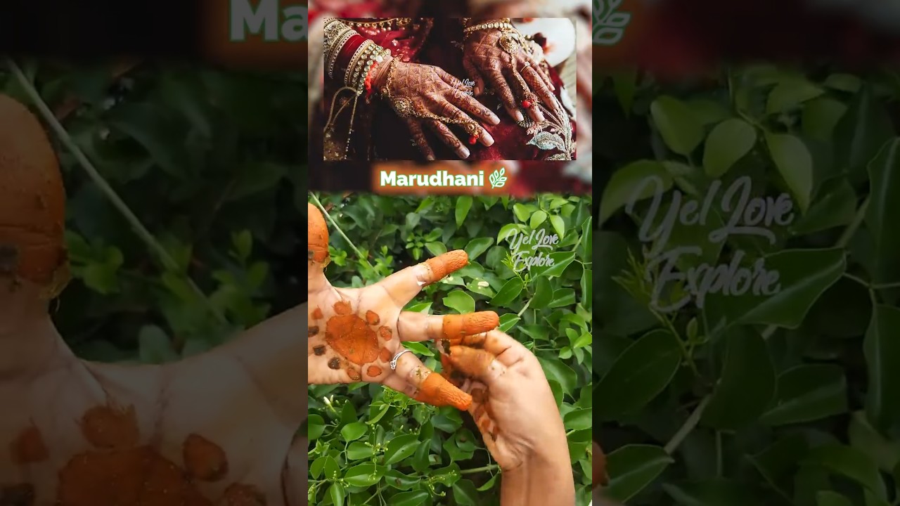 How to Make Marudhani at Home | Natural Henna Benefits & Uses | இயற்கை ஹென்னா பயன்கள் 