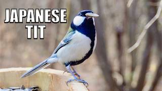 Japanese Tit Discovery: Vivid Morning Forest ASMR | 4K Virtual Window
