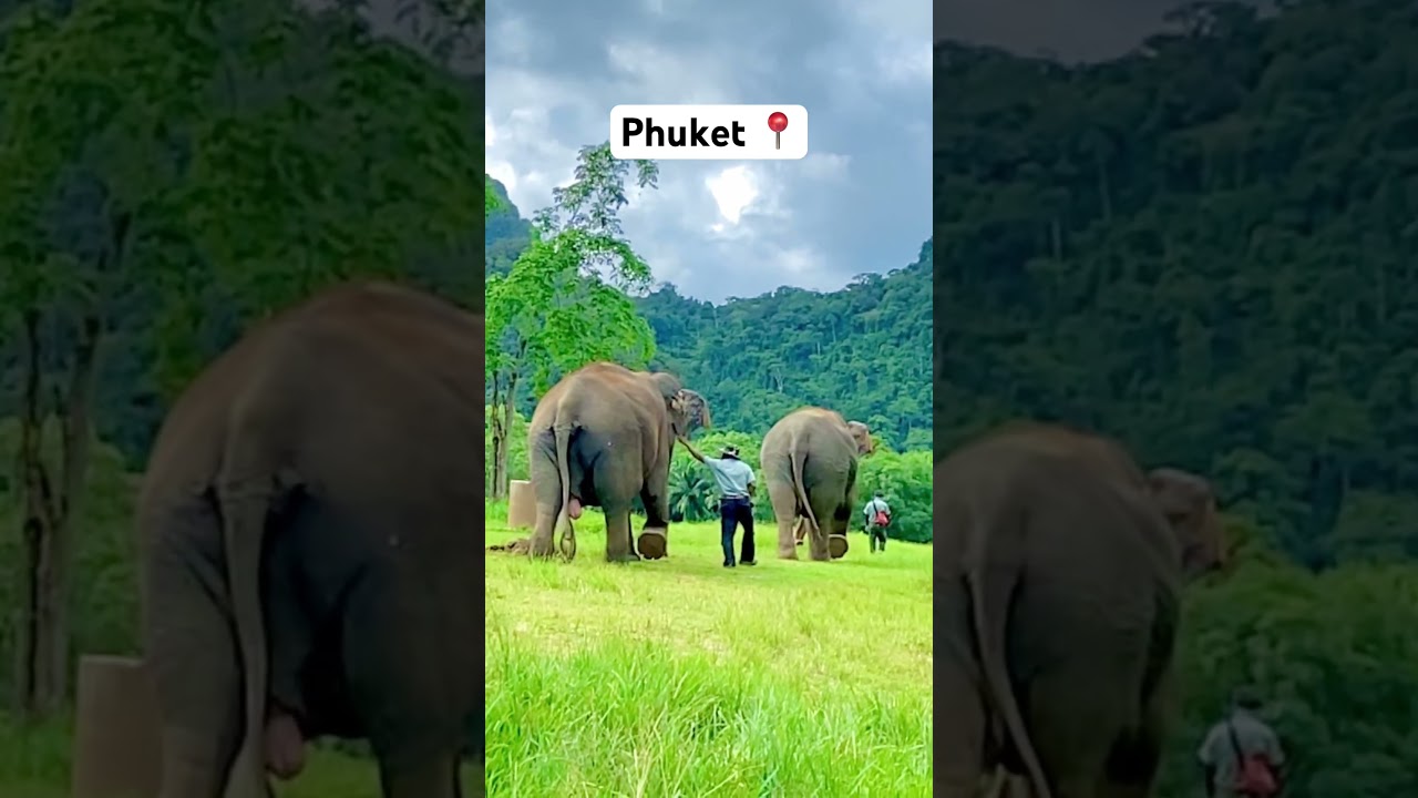 Elephant sanctuary in Phuket 