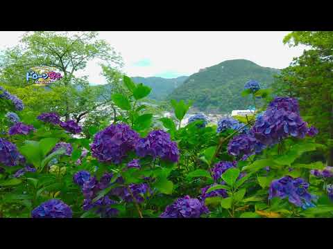 静岡県の梅雨は美しい！下田公園のあじさい300万輪！ドローン男子空撮