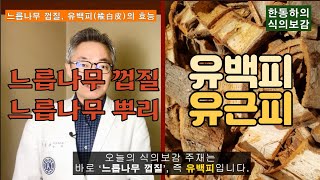 [식의보감] 미끌미끌 느릅나무 껍질, ‘유백피(楡白皮)’의 효능. feat. 유근피(楡根皮)