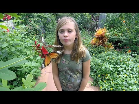 Video: Sommerfuglpaviljongen i Desert Botanical Garden i Phoenix